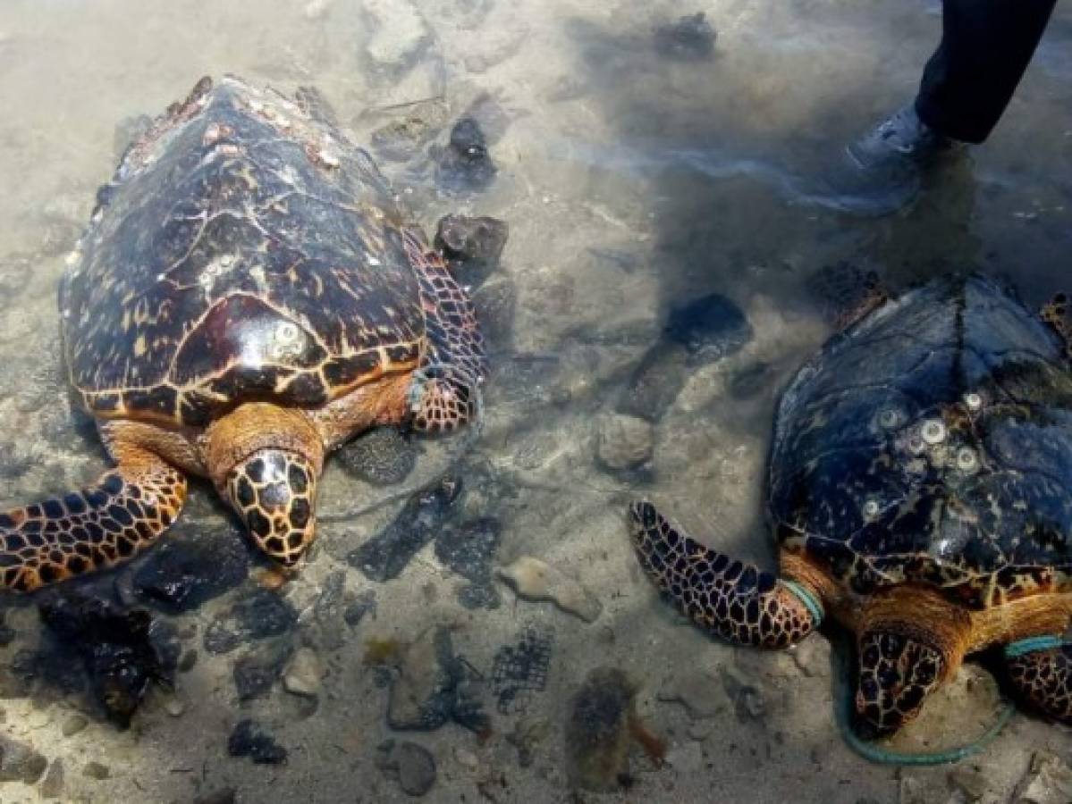 Dos enormes tortugas fueron encontradas a los pescadores y posteriormente liberadas al mar.