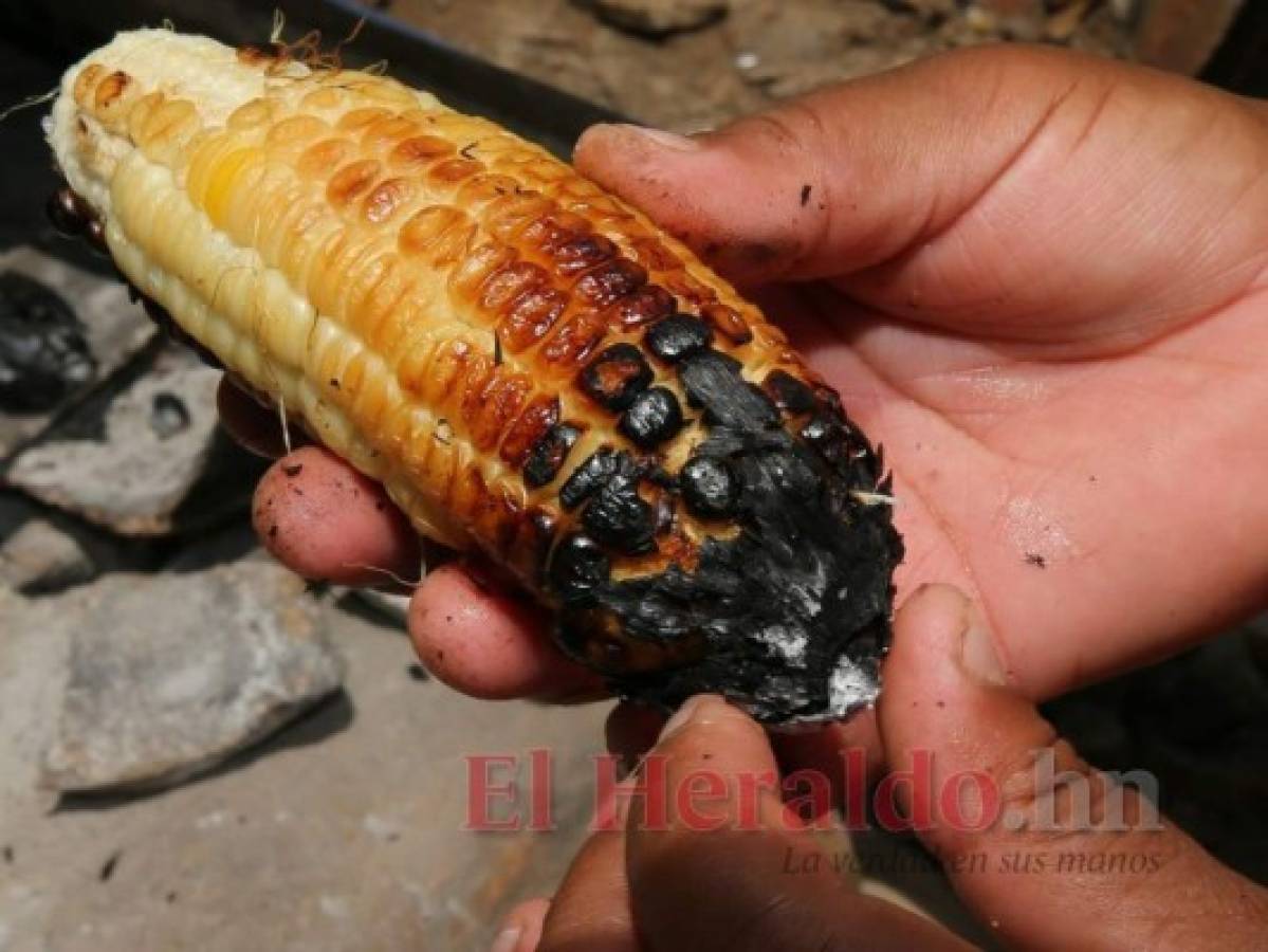 Las familias ruegan por rescatar algo de la cosecha para comer o empiezan a reducir los tiempos de comida. Foto: David Romero/El Heraldo