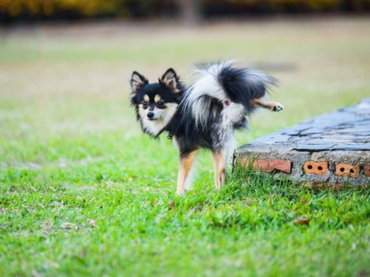 ¿Por qué la orina de los perros huele como a pescado?