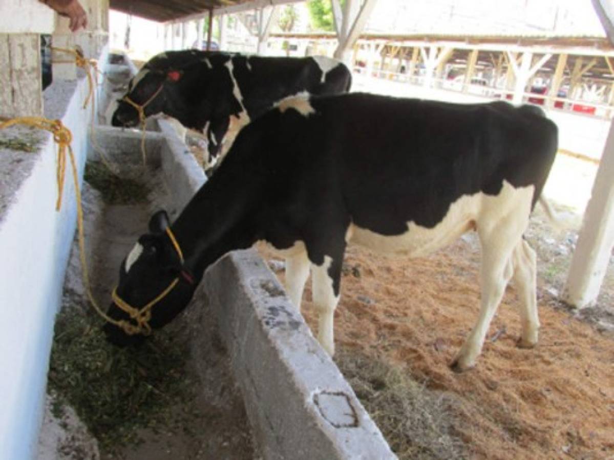 La ganadería requiere L 12,000 millones para la repoblación bovina