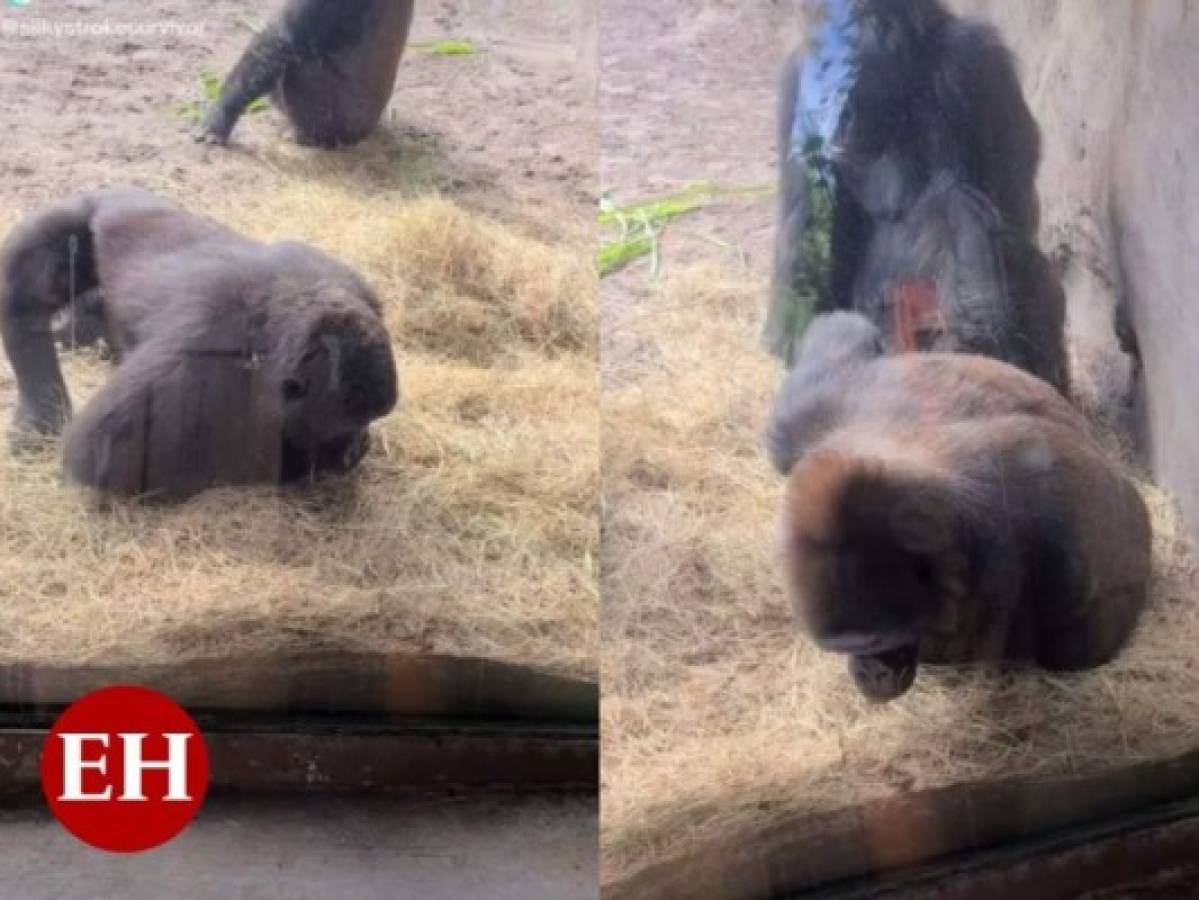 VIDEO: Gorilas descubren a serpiente dentro de su hábitat y salen corriendo