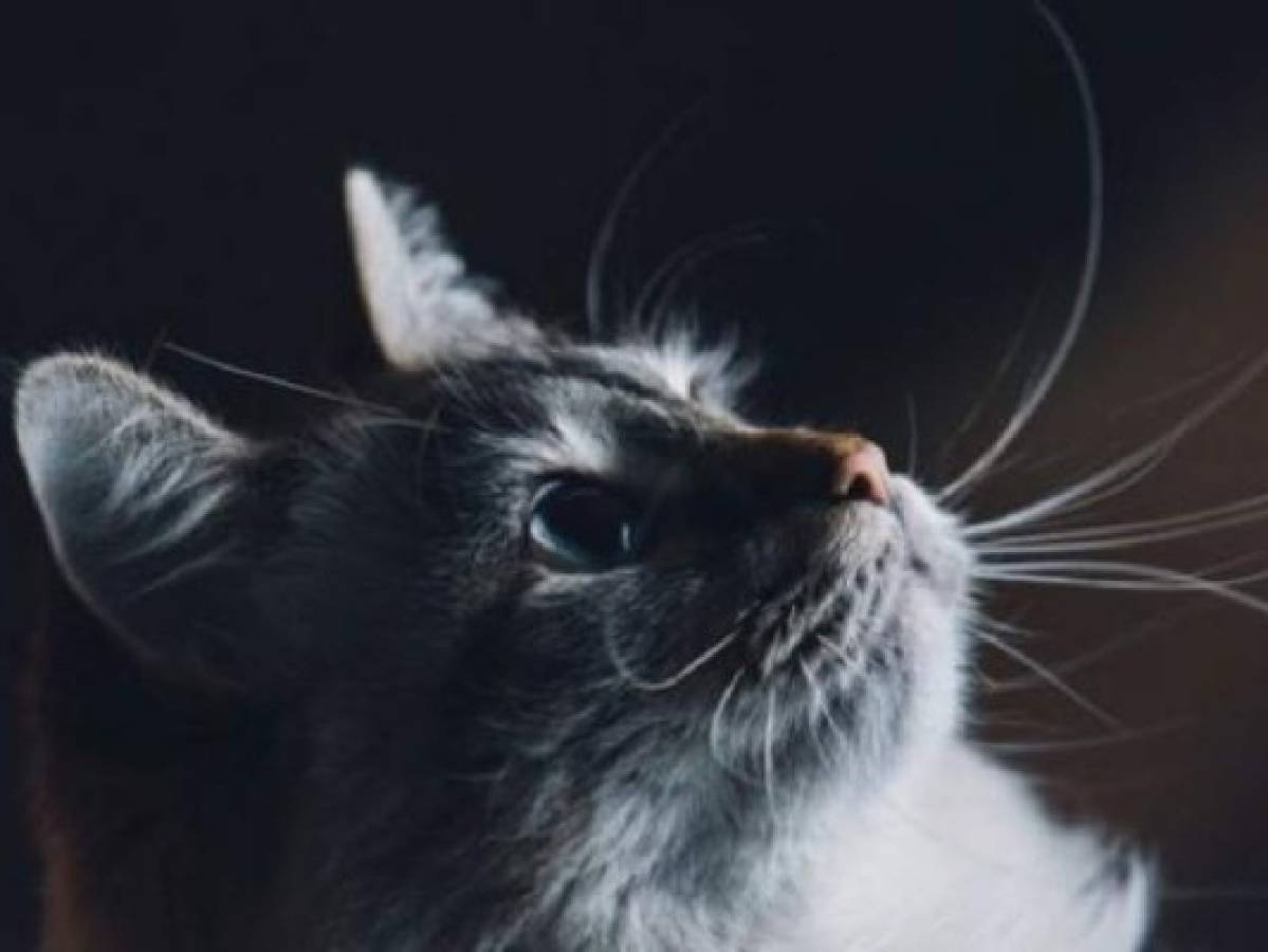 ¿Logras ver el gato?: La nueva ilusión óptica que revoluciona las redes este 2019