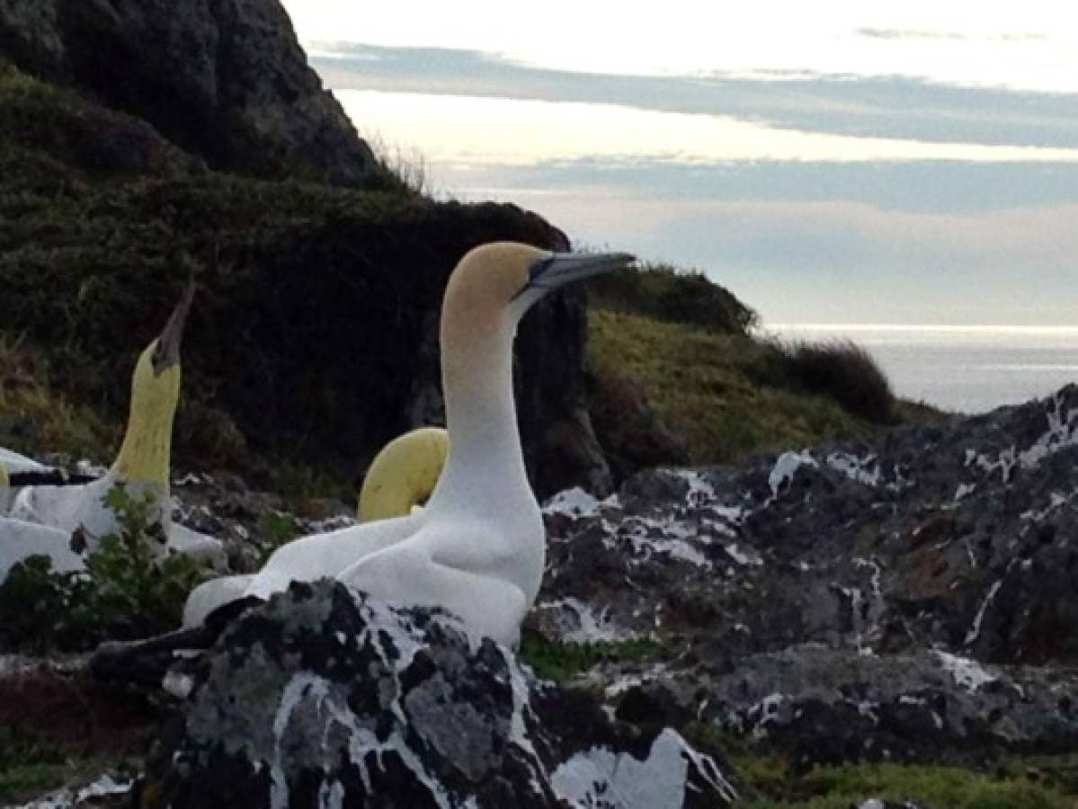Muere en Nueva Zelanda el 'pájaro más solitario del mundo' 