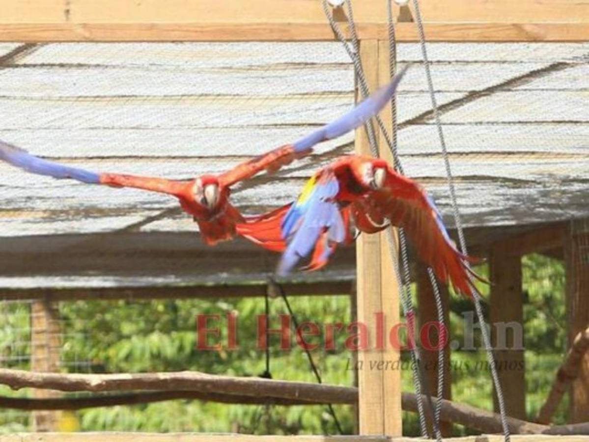 La guacamaya roja quiere volver a reinar en Honduras y repoblar Centroamérica