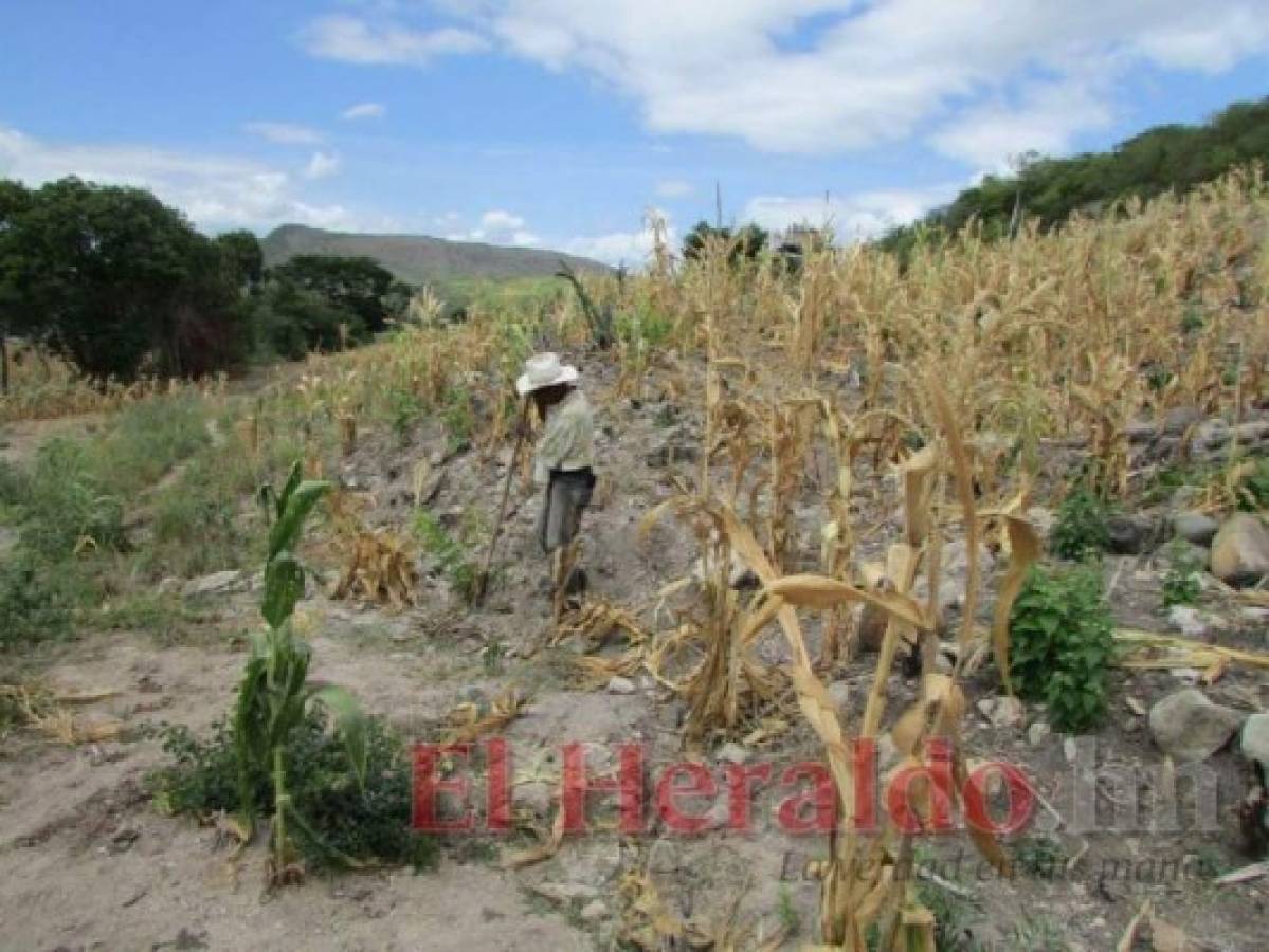 El corredor seco debe ser atendido de emergencia. Foto: El Heraldo