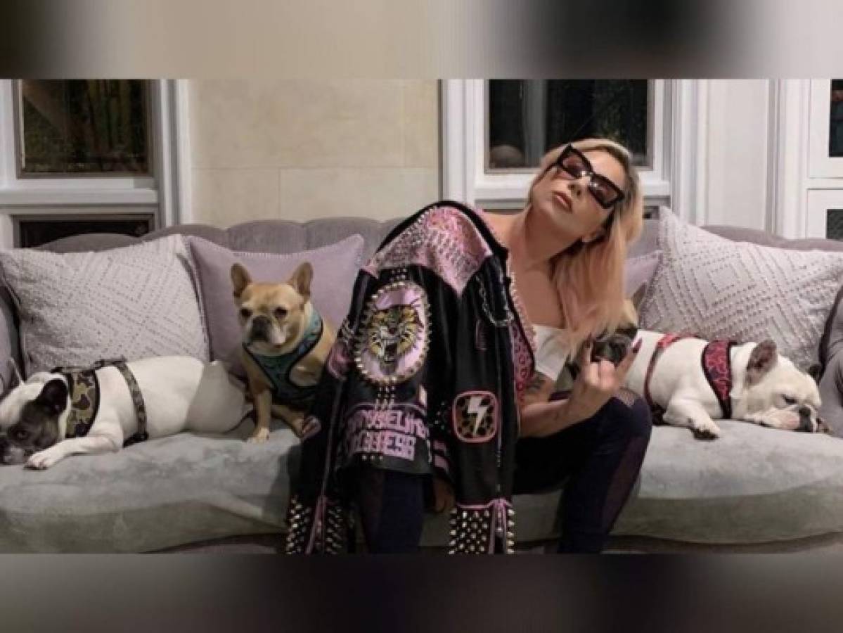 Lady Gaga aún no paga la recompensa por el rescate de sus perros