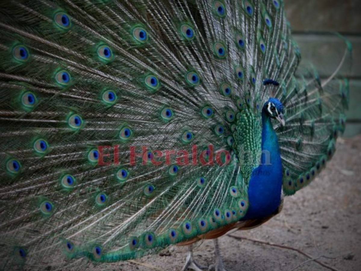 Recorriendo el zoológico Rosy Walther: El pavo real, colorida y elegante ave del recinto