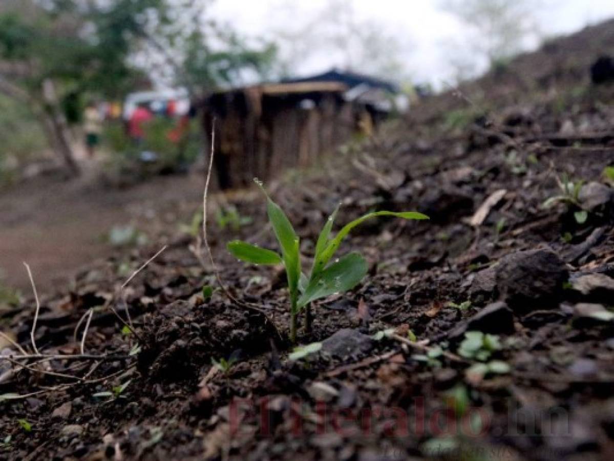 Historial de cosechas en Honduras no ha tenido mejoras significativas