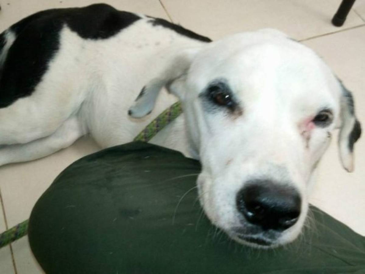 Perrita muere de tristeza esperando a sus dueños en aeropuerto colombiano