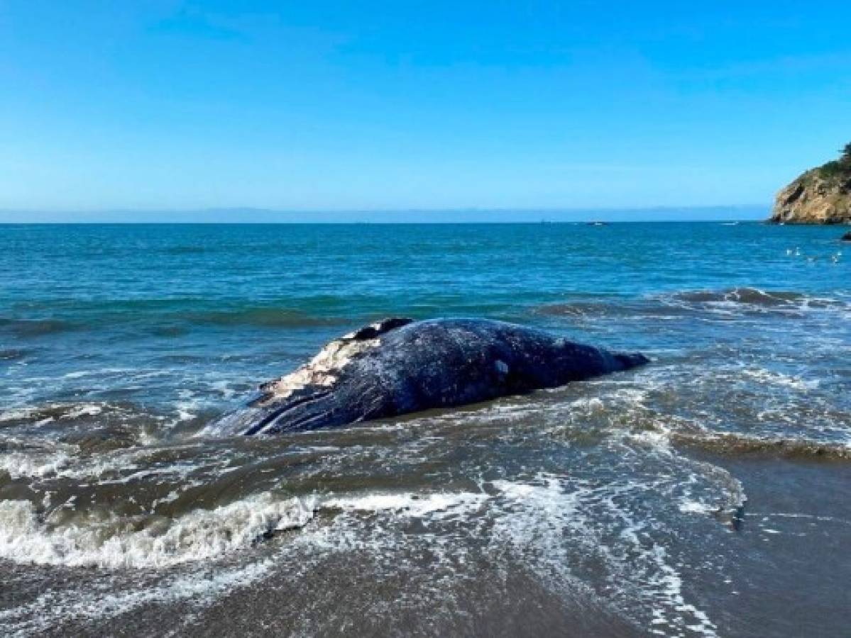 Hallan cuatro ballenas muertas en área de San Francisco