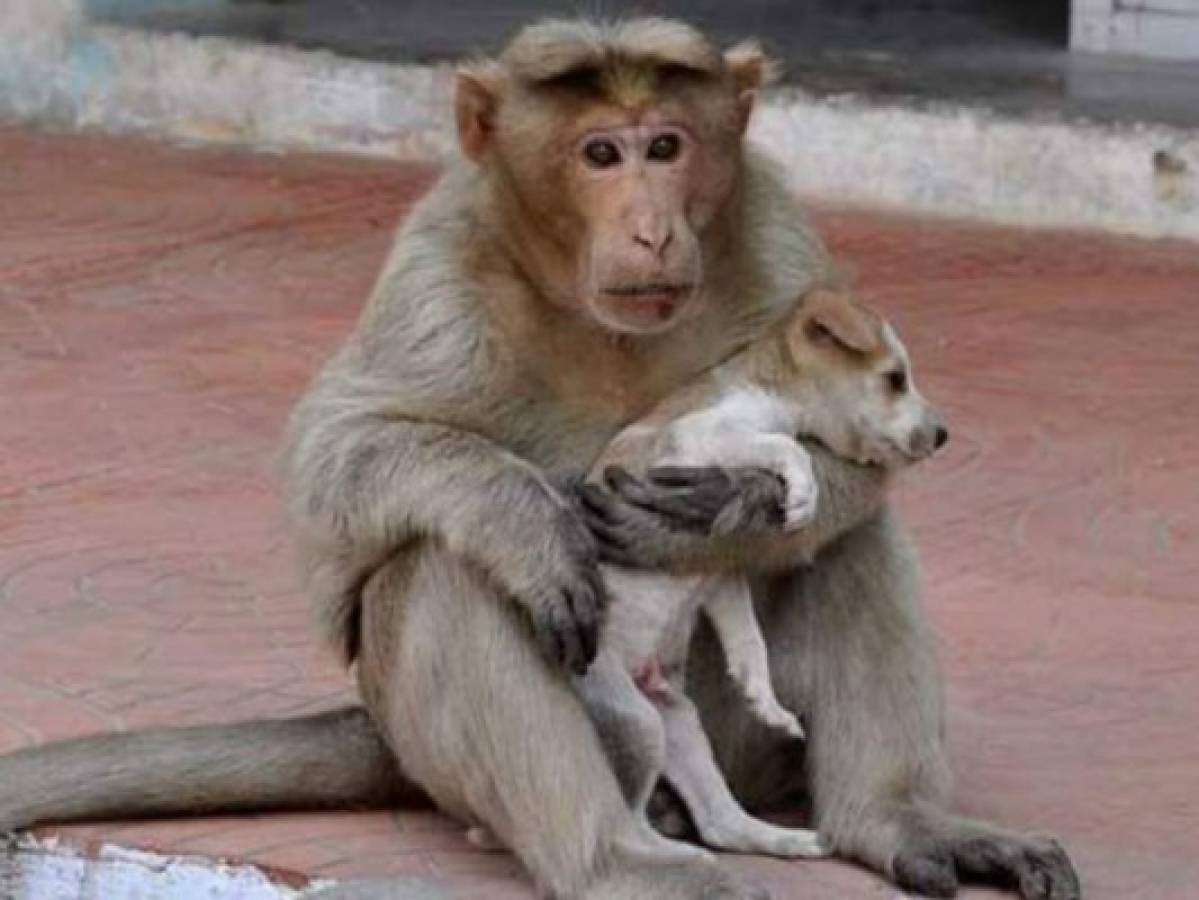 Mono adopta a un perro, lo cuida y alimenta