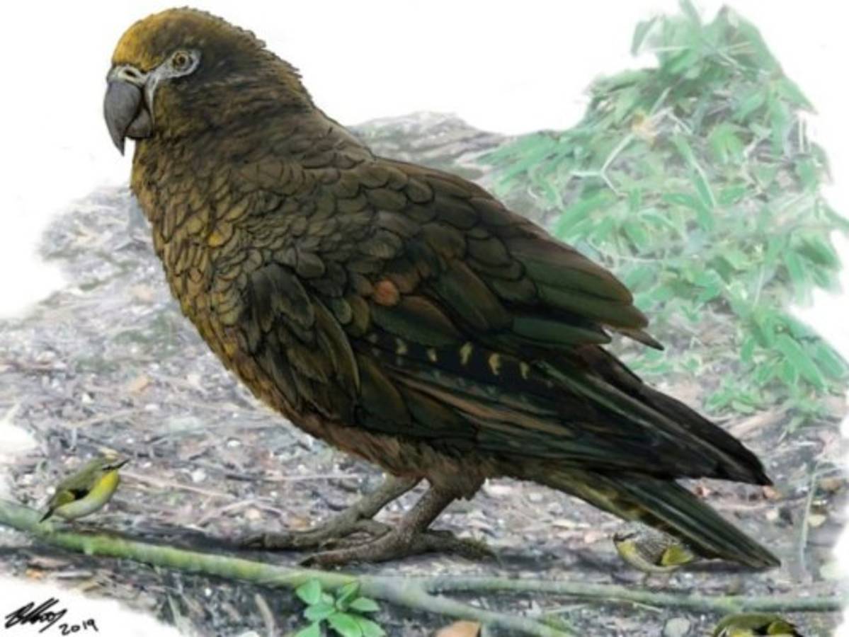Descubren los restos de un loro gigante en Nueva Zelanda