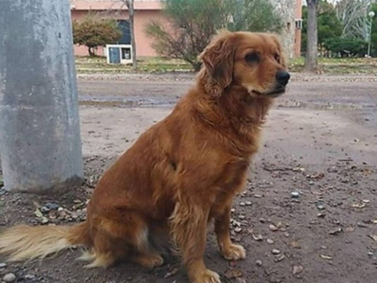 Viral: Perrita lleva 18 meses esperando a su amo afuera de la cárcel