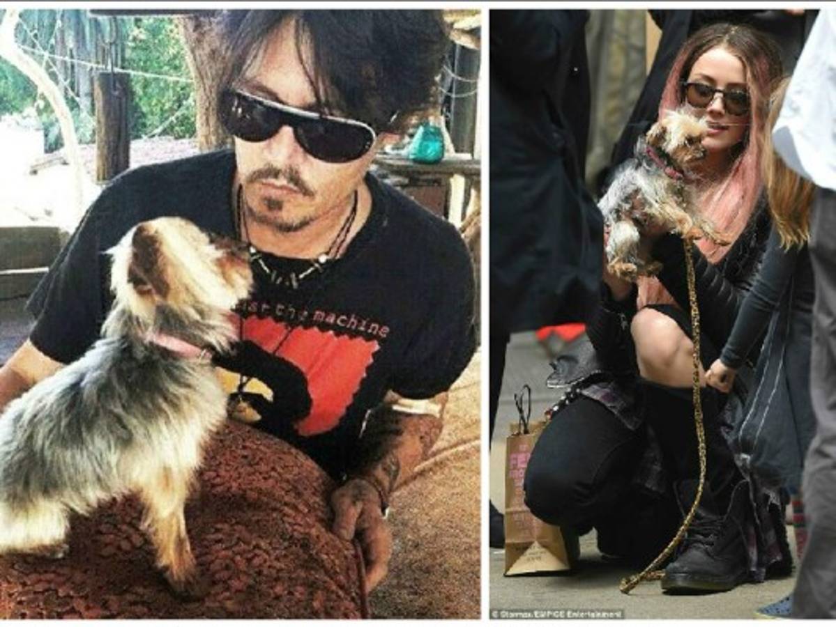 Dramas de los famosos y sus mascotas