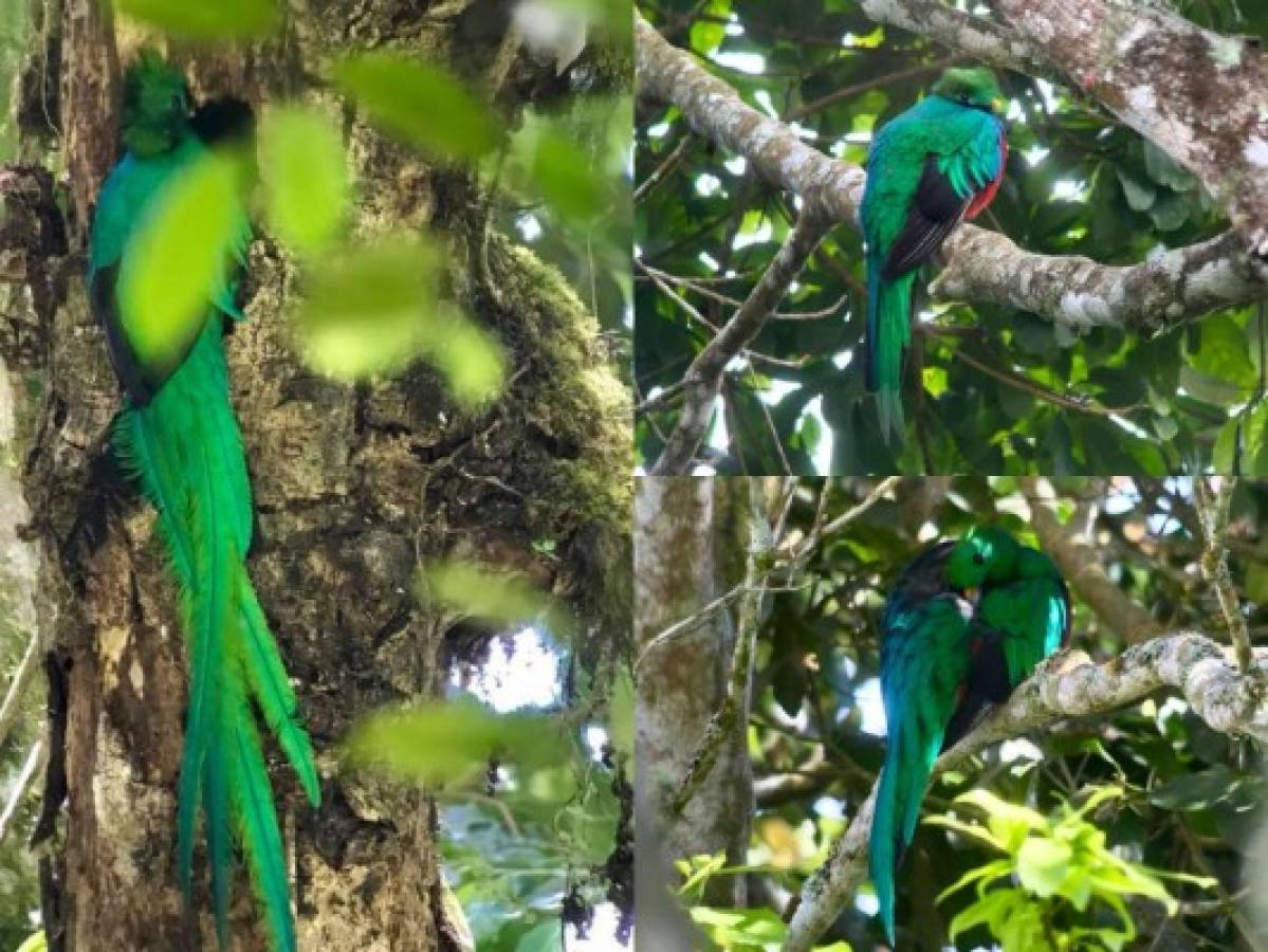 Bosques hondureños tendrían más quetzales que los de Guatemala en la actualidad