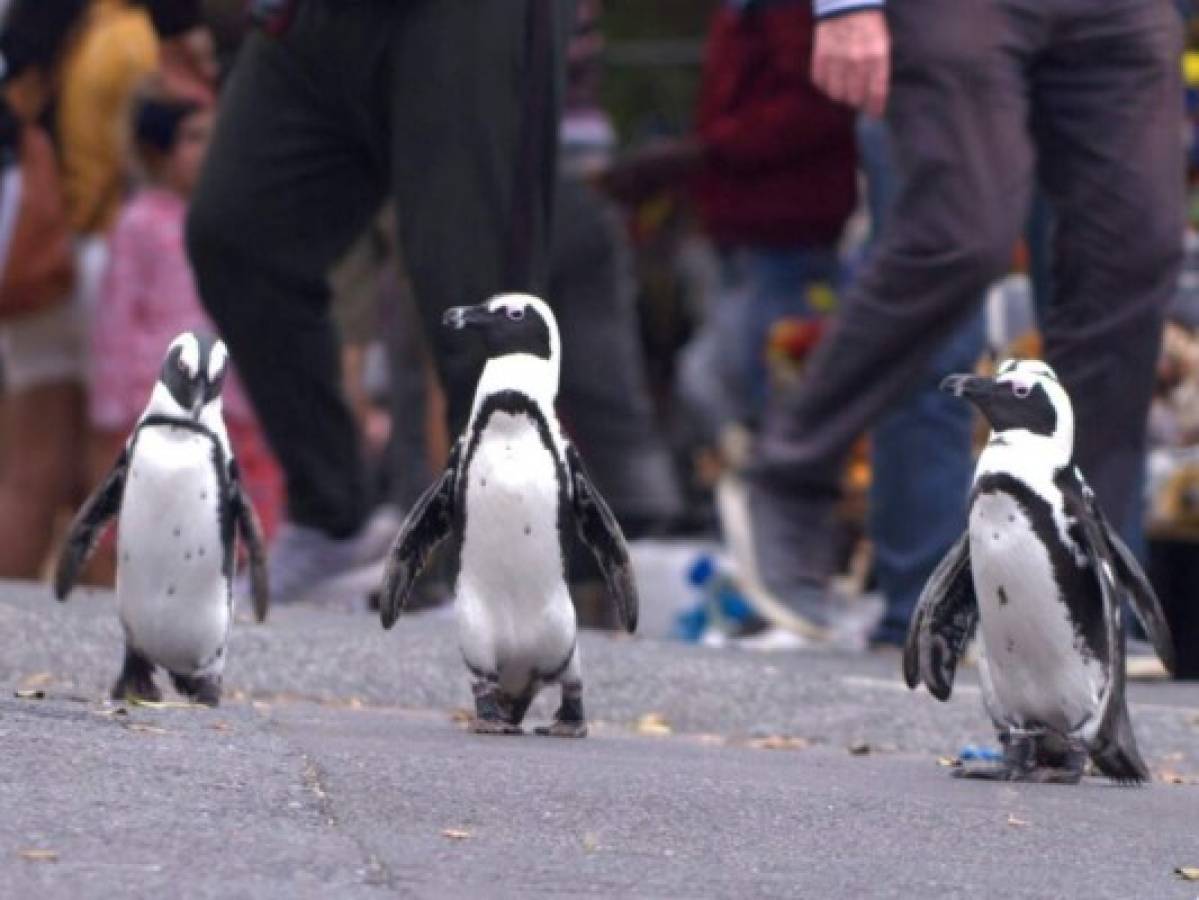 Pingüinos africanos protagonizan nueva serie de Netflix