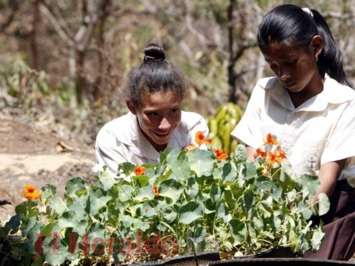 Niños de la capital transformaron un lugar árido en un bosque de 7,000 árboles