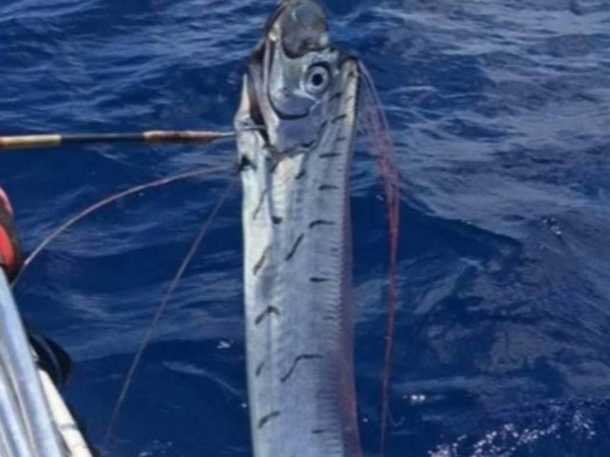 Pez remo gigante encontrado en Cozumel (Foto: Facebook / Macheto Snap Cozumel Surf)