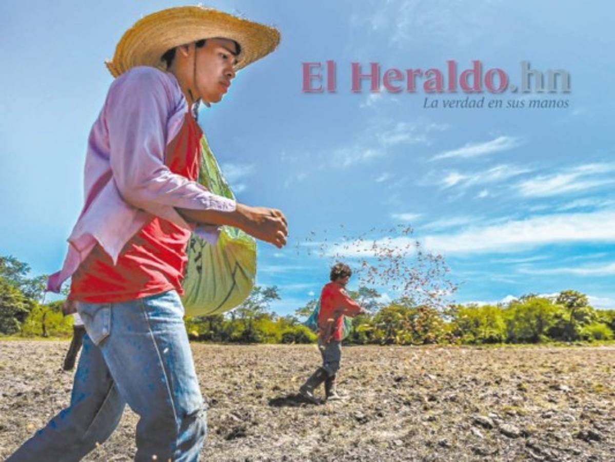 Según los productores, en el año 2006 se aprobó un decreto para que les readecuaran la deuda a intereses de un cinco por ciento, pero no dio resultado por los plazos. Foto: EL HERALDO