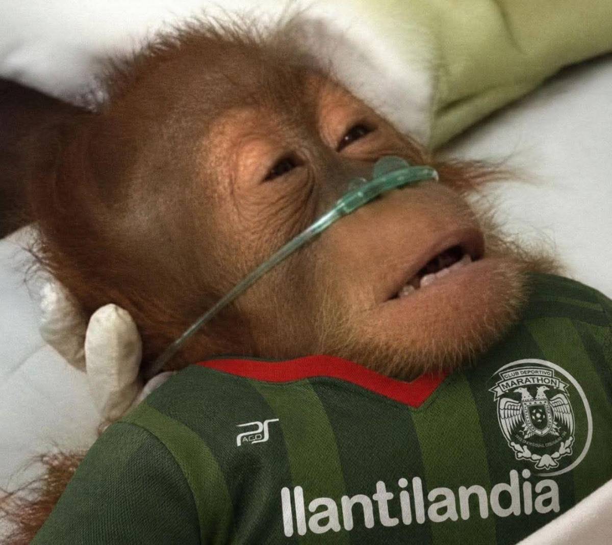Memes destrozan a Marathón tras eliminación de Copa Centroamericana por Alajuelense
