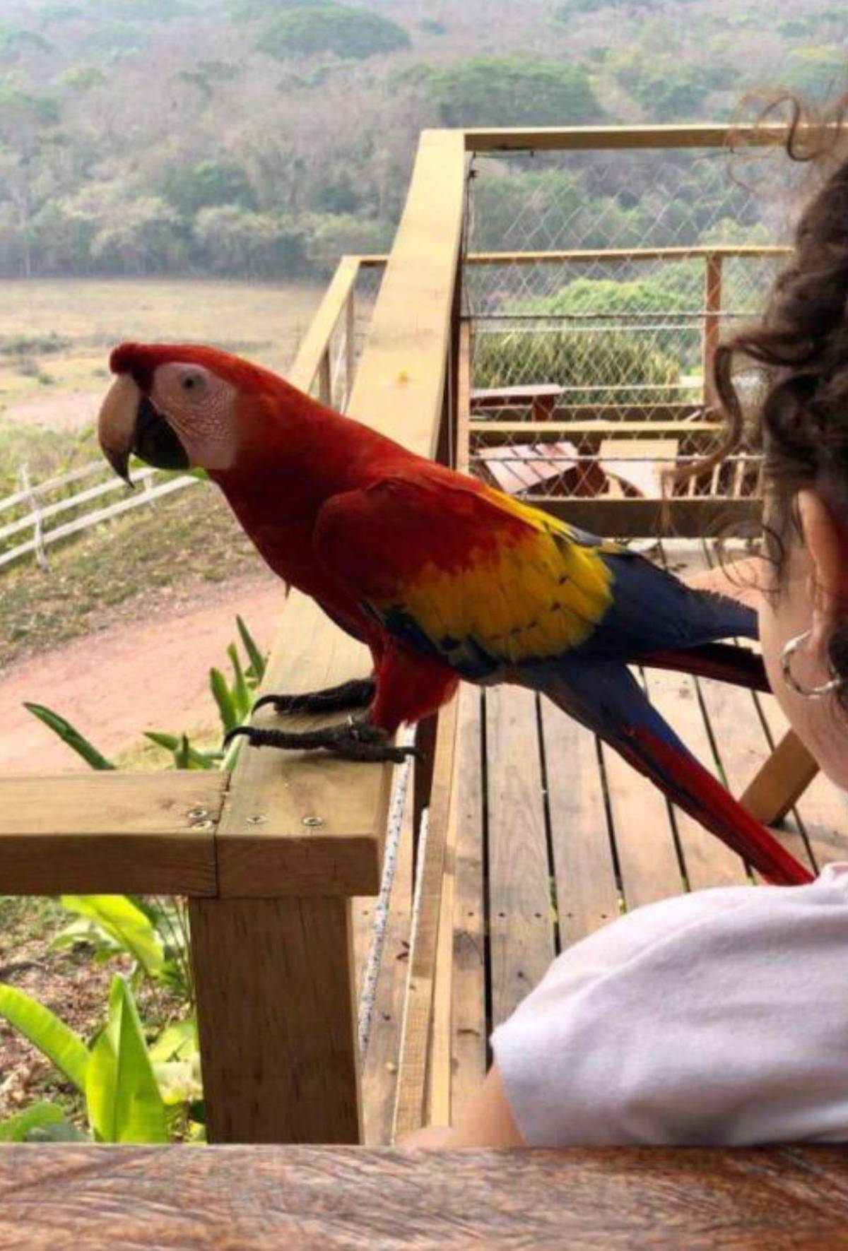 ¿Por Venezuela? Este es el verdadero significado del color de nuevas gradas en el Nacional