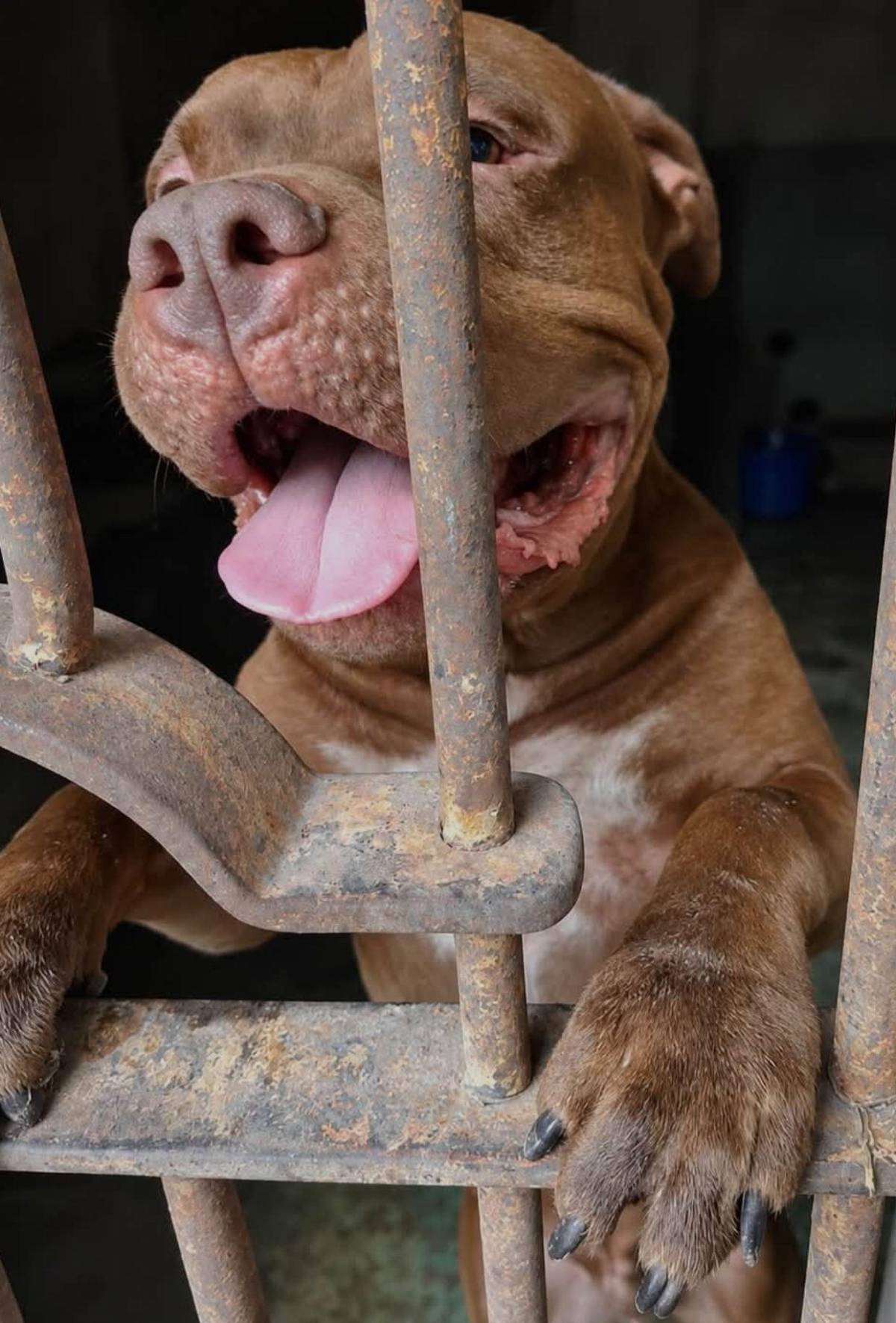 ¿Será sacrificado? Definen el futuro del perro Zeus tras demostrarse que mató a su dueño