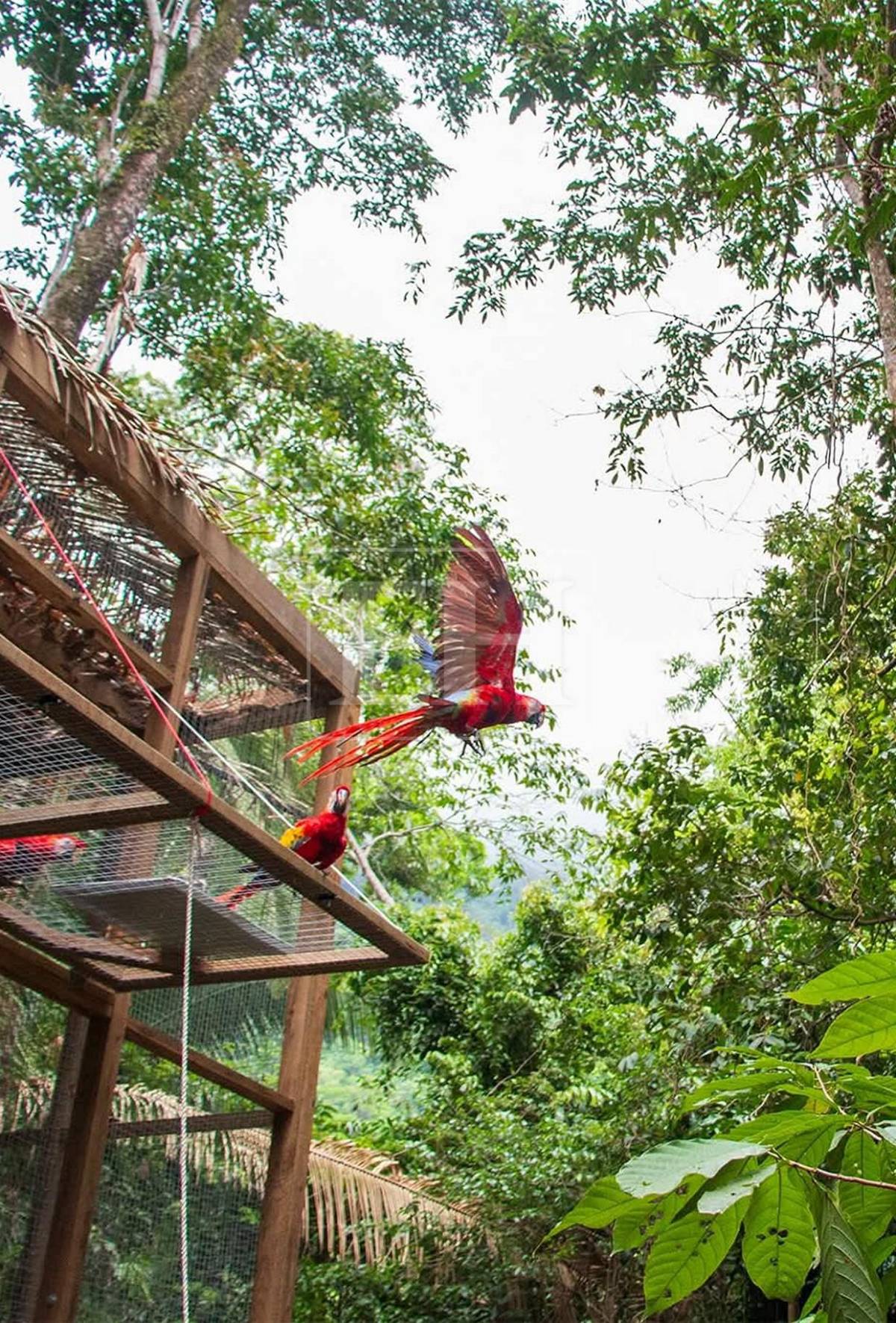 Guacamayas rojas surcan los cielos de La Ceiba, tras más de 60 años de ausencia