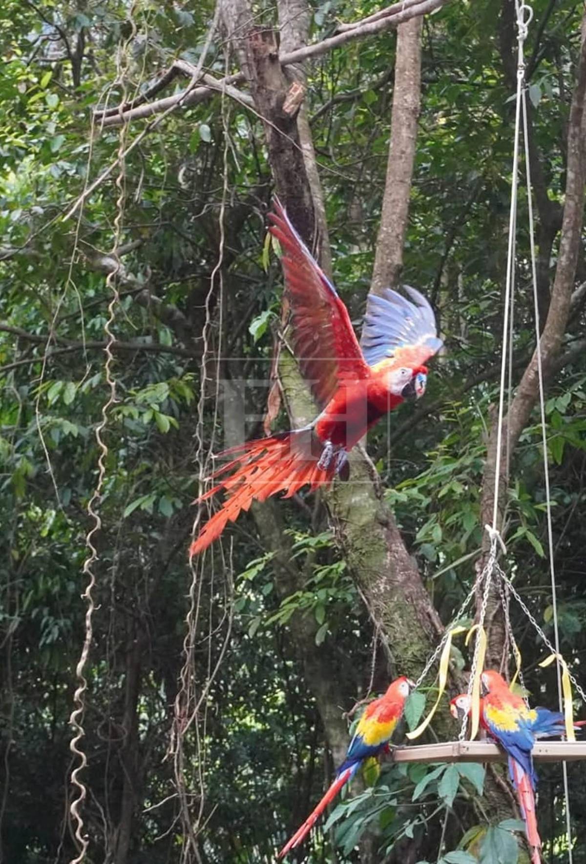 Guacamayas rojas surcan los cielos de La Ceiba, tras más de 60 años de ausencia