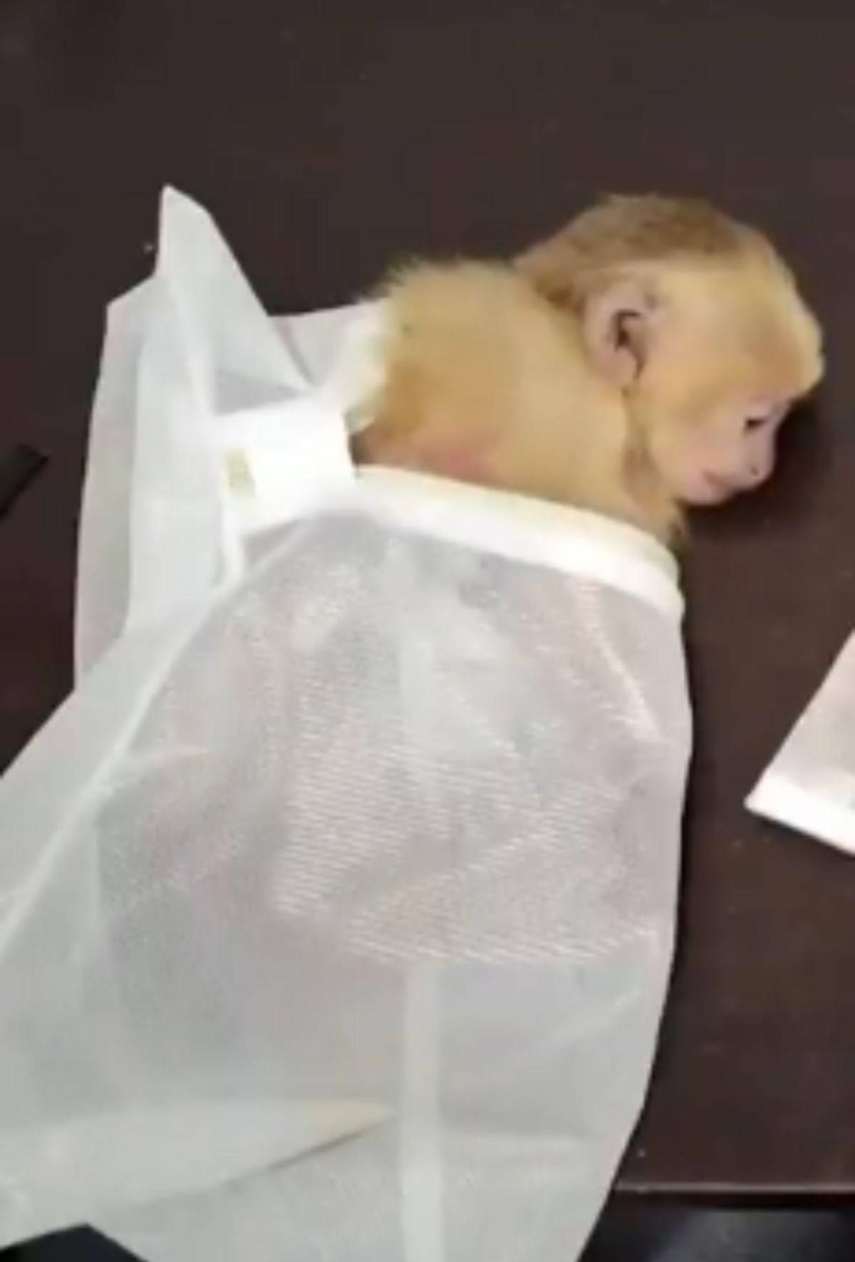 Capturan a pareja que llevaba 6 monos ocultos en sus partes íntimas al abordar avión