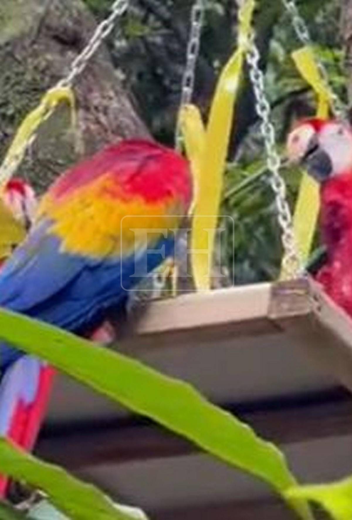 Guacamayas rojas surcan los cielos de La Ceiba, tras más de 60 años de ausencia