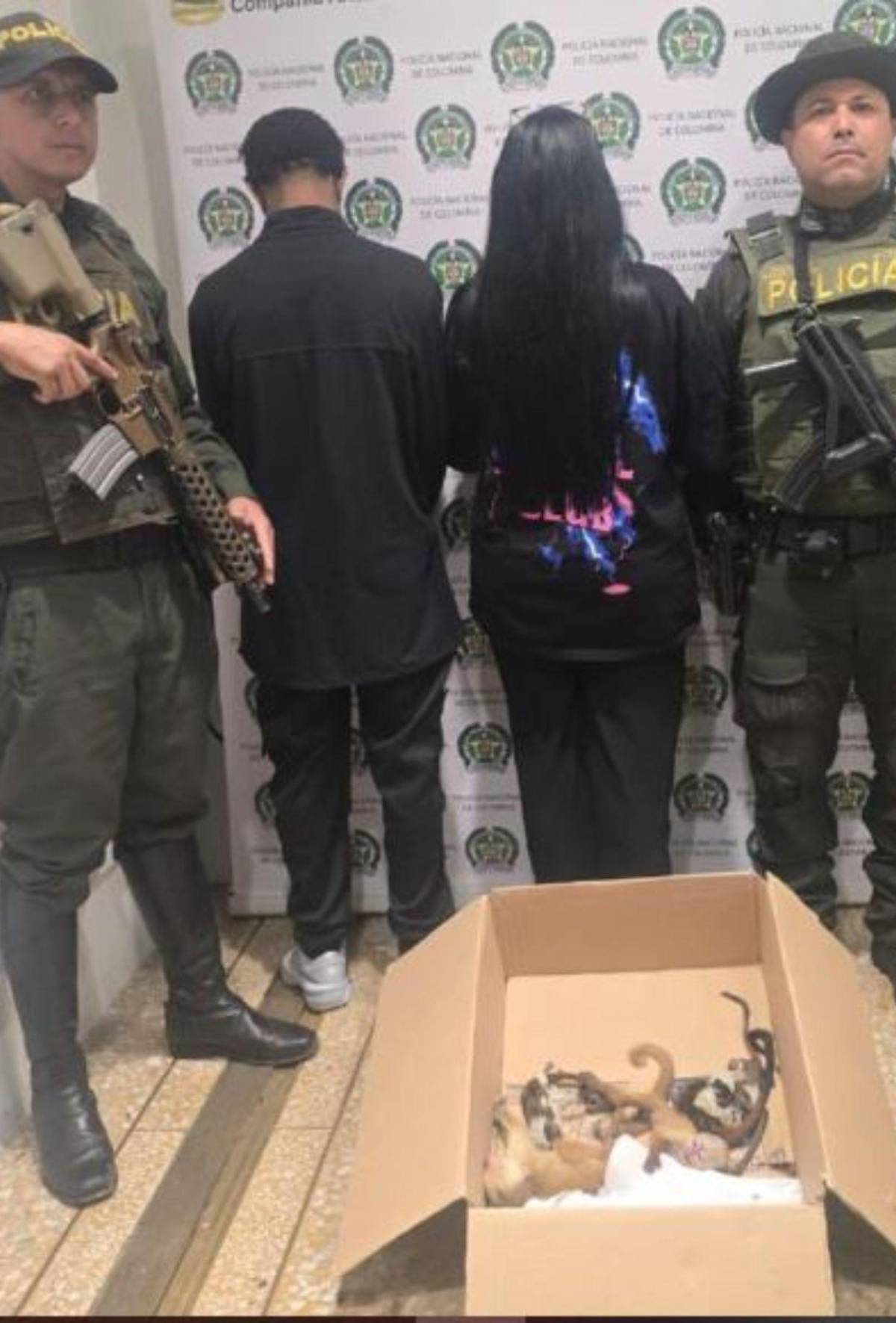 Capturan a pareja que llevaba 6 monos ocultos en sus partes íntimas al abordar avión