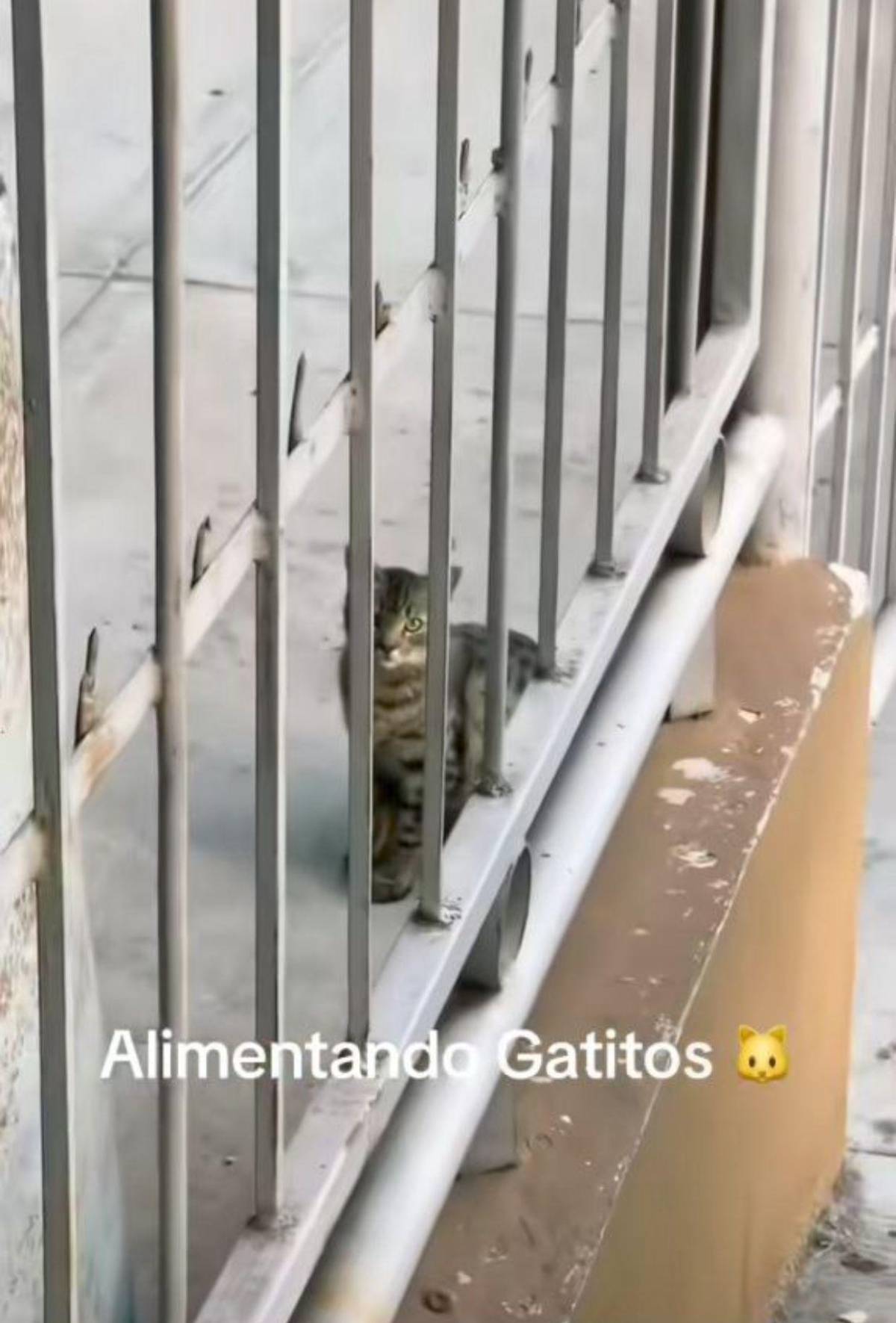 Los dos proyectos que hará la familia de Mayra Tercero para honrar su memoria