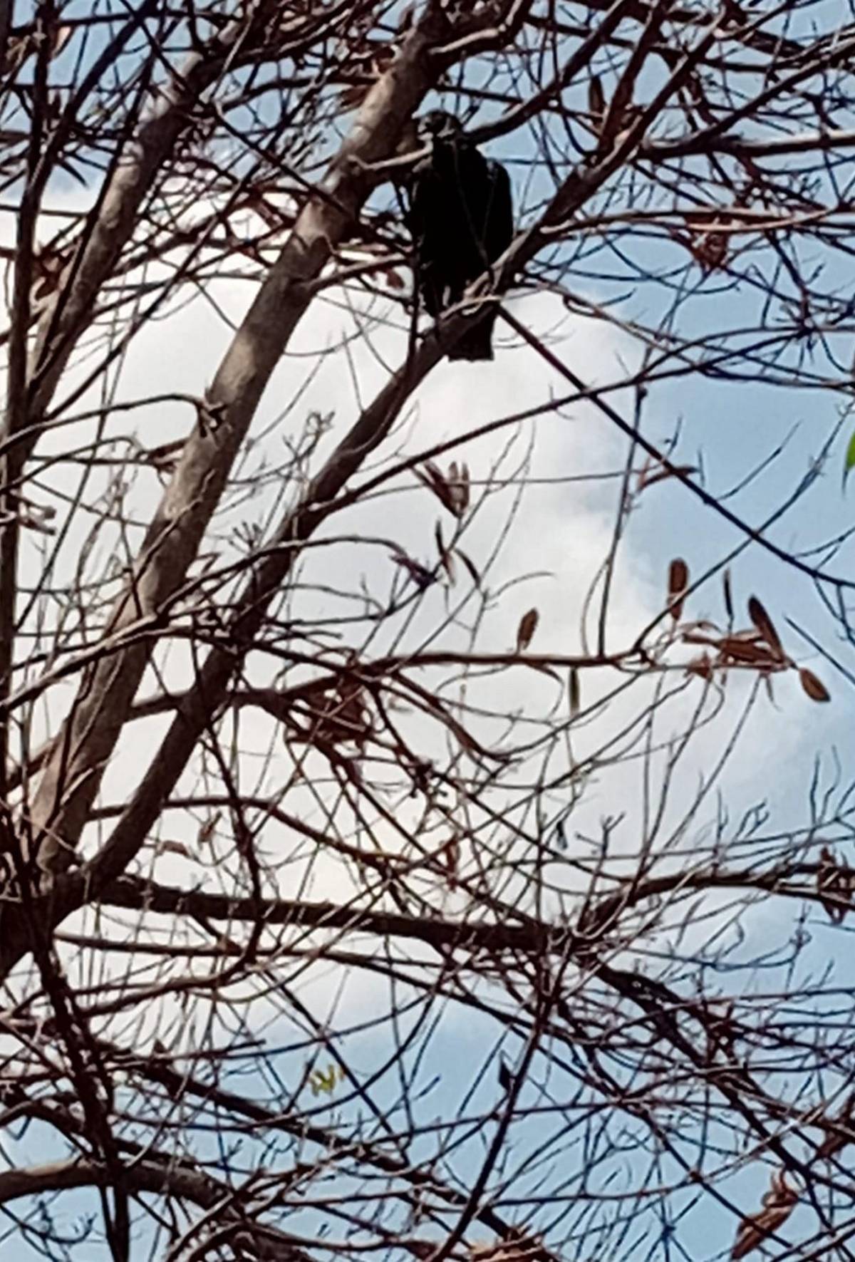 Olores fétidos y aves de rapiña: vecinos denuncian insalubridad en contenedores de morgue capitalina