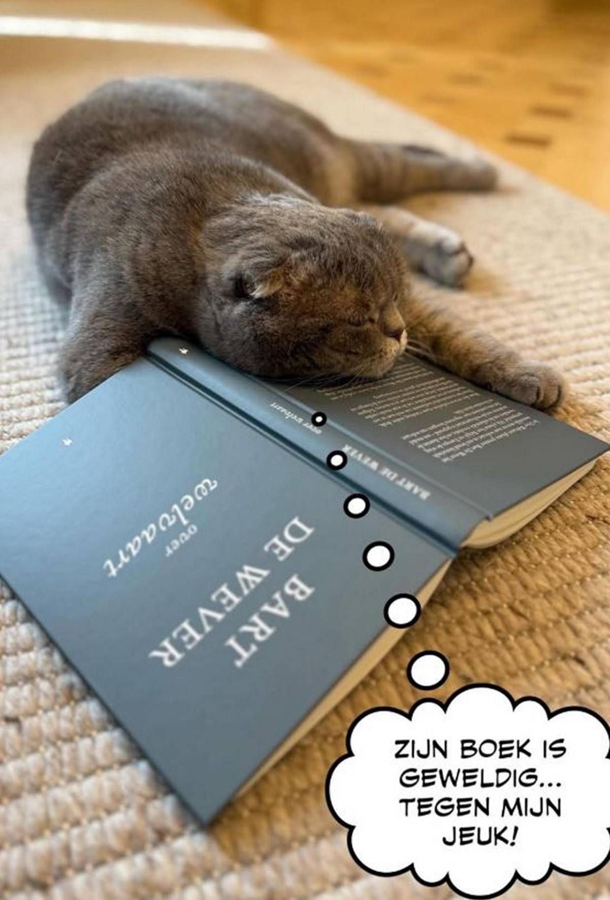 Maximus, el gato viral del primer ministro belga que acierta resultados del Mundial 2026