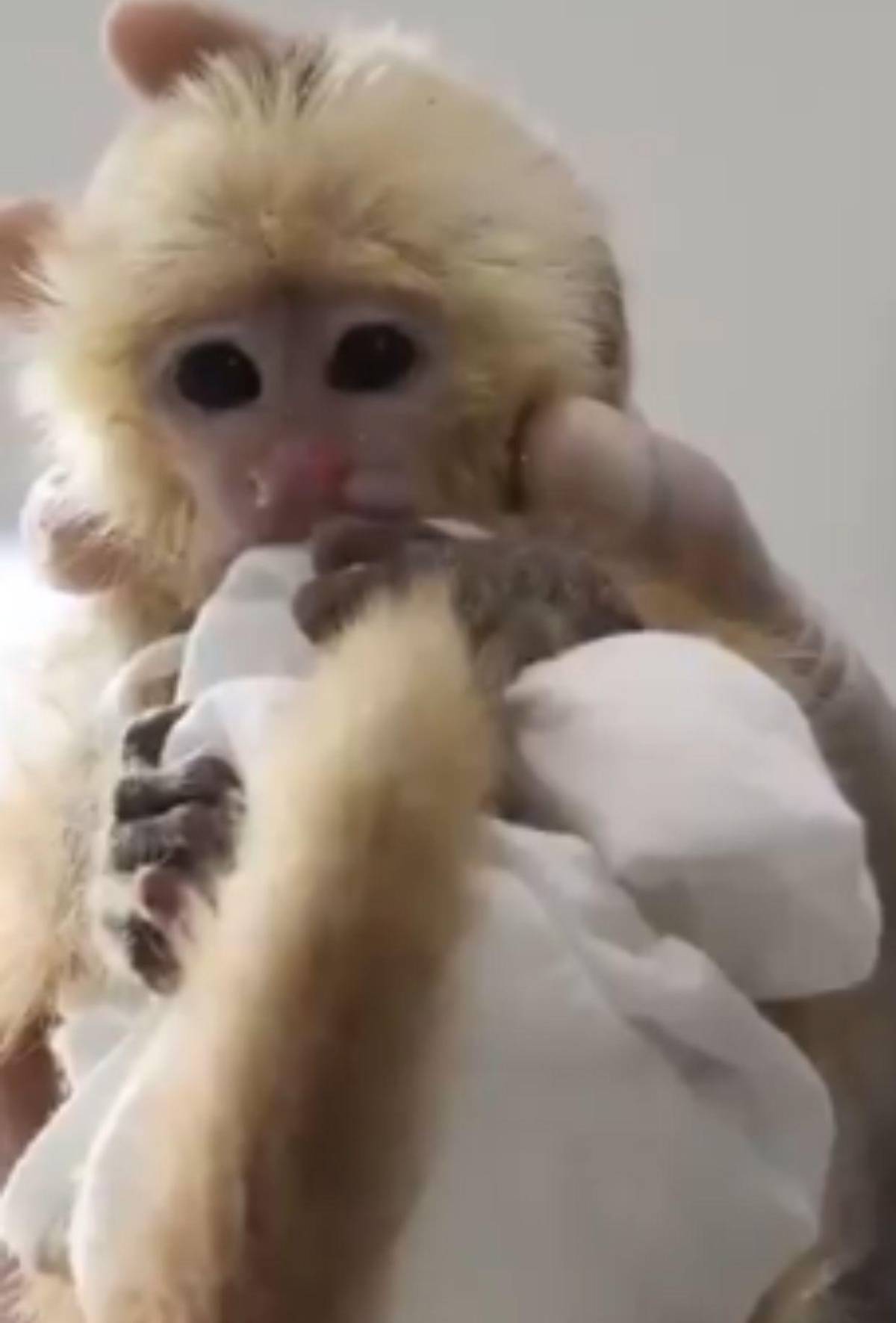 Capturan a pareja que llevaba 6 monos ocultos en sus partes íntimas al abordar avión