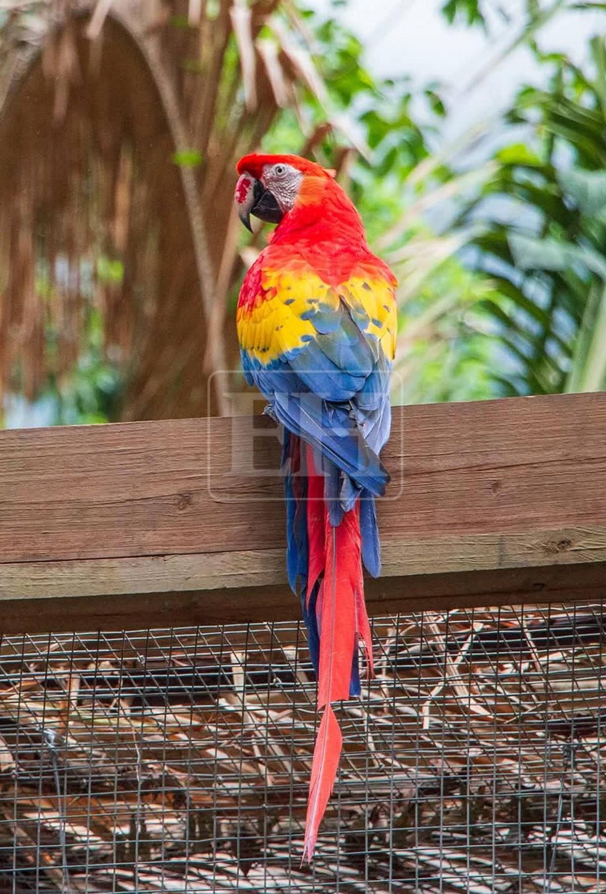 Guacamayas rojas surcan los cielos de La Ceiba, tras más de 60 años de ausencia