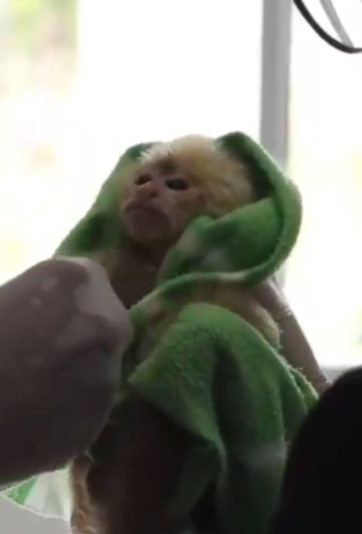 Capturan a pareja que llevaba 6 monos ocultos en sus partes íntimas al abordar avión