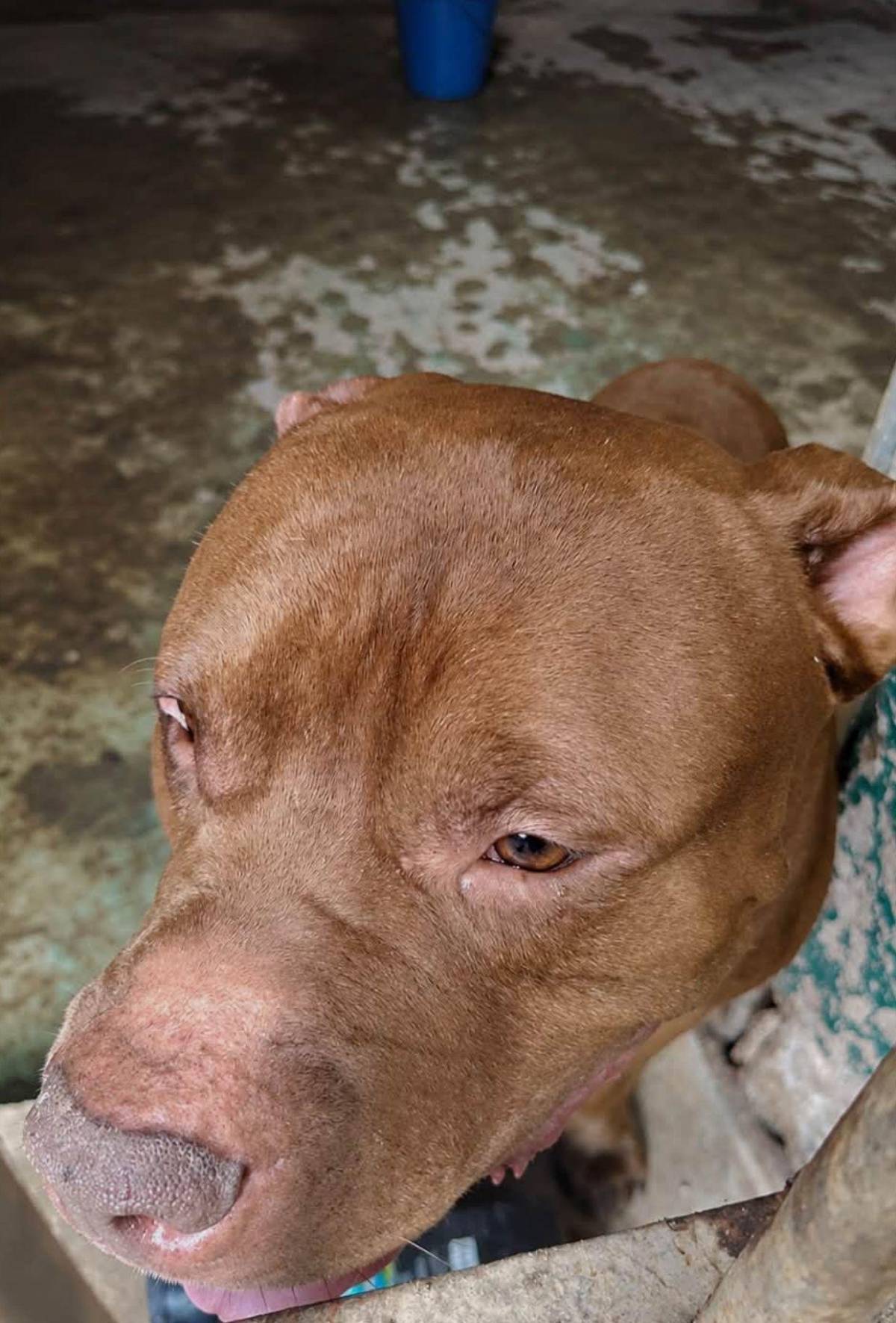 ¿Será sacrificado? Definen el futuro del perro Zeus tras demostrarse que mató a su dueño