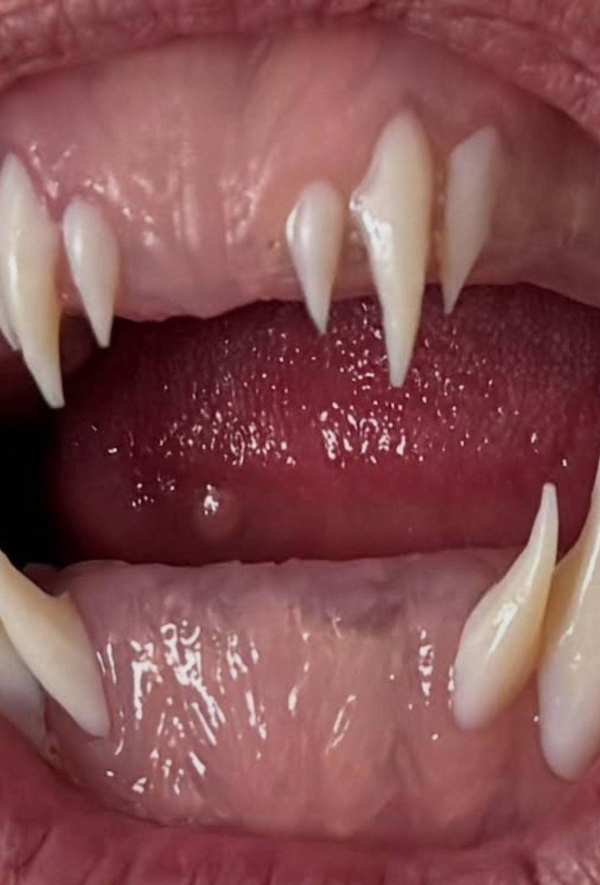 Heidi Klum, la reina de Halloween: su transformación en Medusa que dejó a todos petrificados