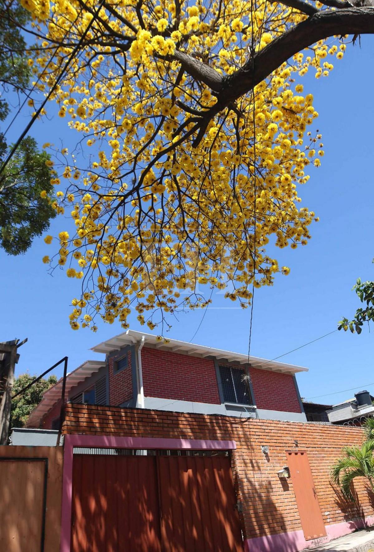 Un espectáculo natural: flores llenan de frescura la capital hondureña​​​​​​