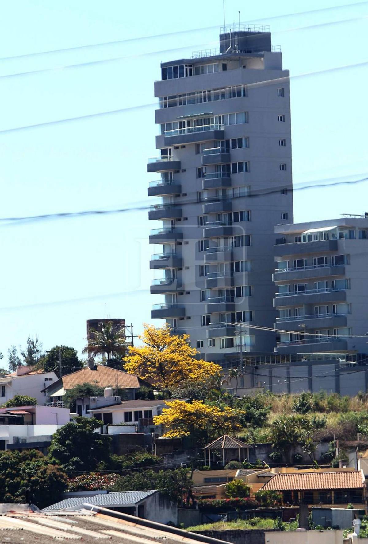 Un espectáculo natural: flores llenan de frescura la capital hondureña​​​​​​