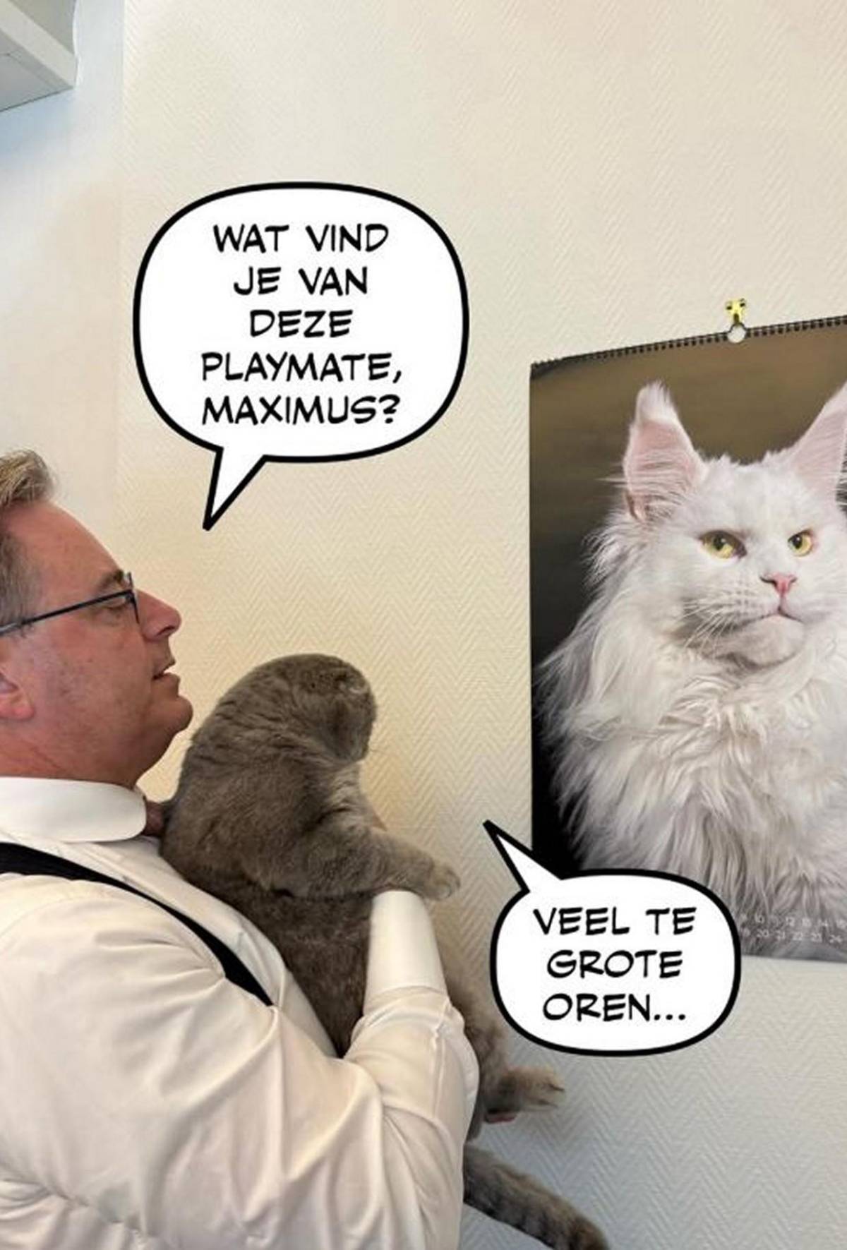 Maximus, el gato viral del primer ministro belga que acierta resultados del Mundial 2026