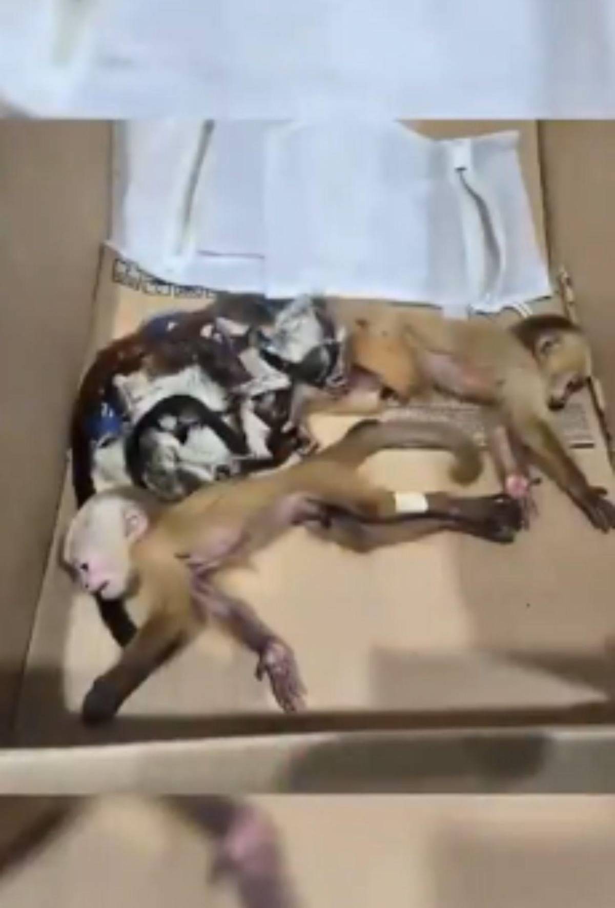 Capturan a pareja que llevaba 6 monos ocultos en sus partes íntimas al abordar avión