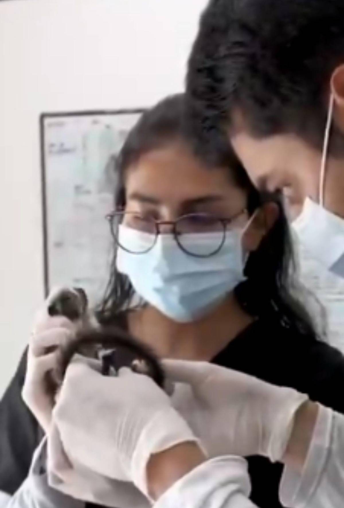 Capturan a pareja que llevaba 6 monos ocultos en sus partes íntimas al abordar avión