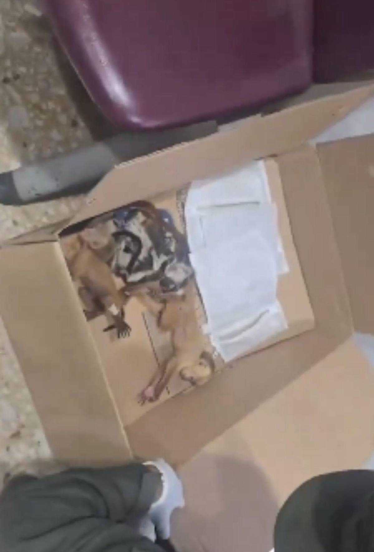 Capturan a pareja que llevaba 6 monos ocultos en sus partes íntimas al abordar avión