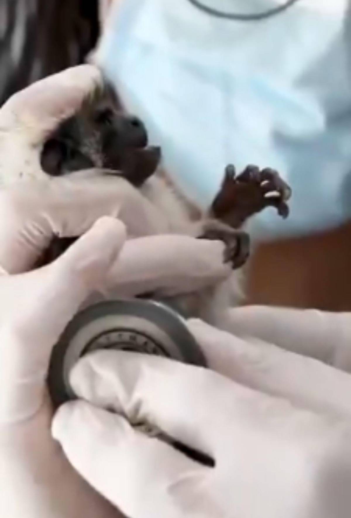 Capturan a pareja que llevaba 6 monos ocultos en sus partes íntimas al abordar avión