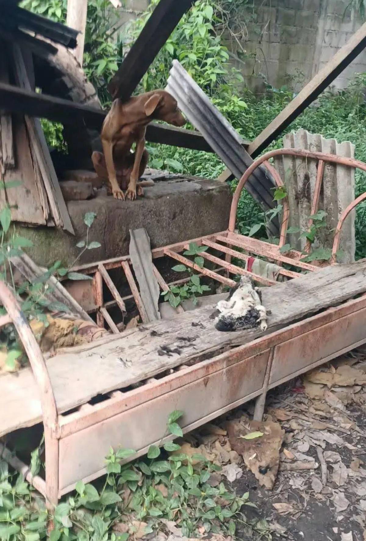 Vendedor de tacos en Siguatepeque es detenido tras encontrar restos de perros en su casa