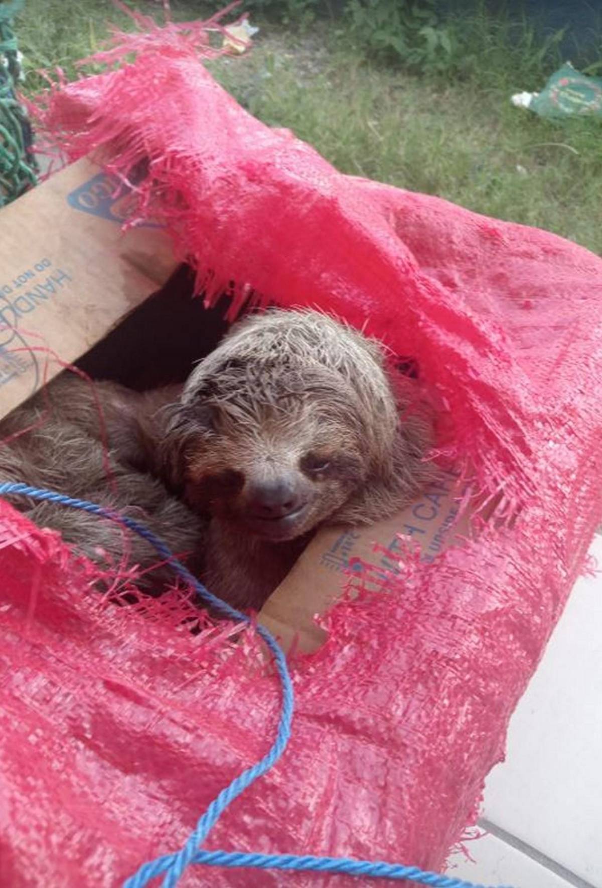 Con todo y cría, logran rescatar a osos perezosos que eran traficados en cajas a Roatán