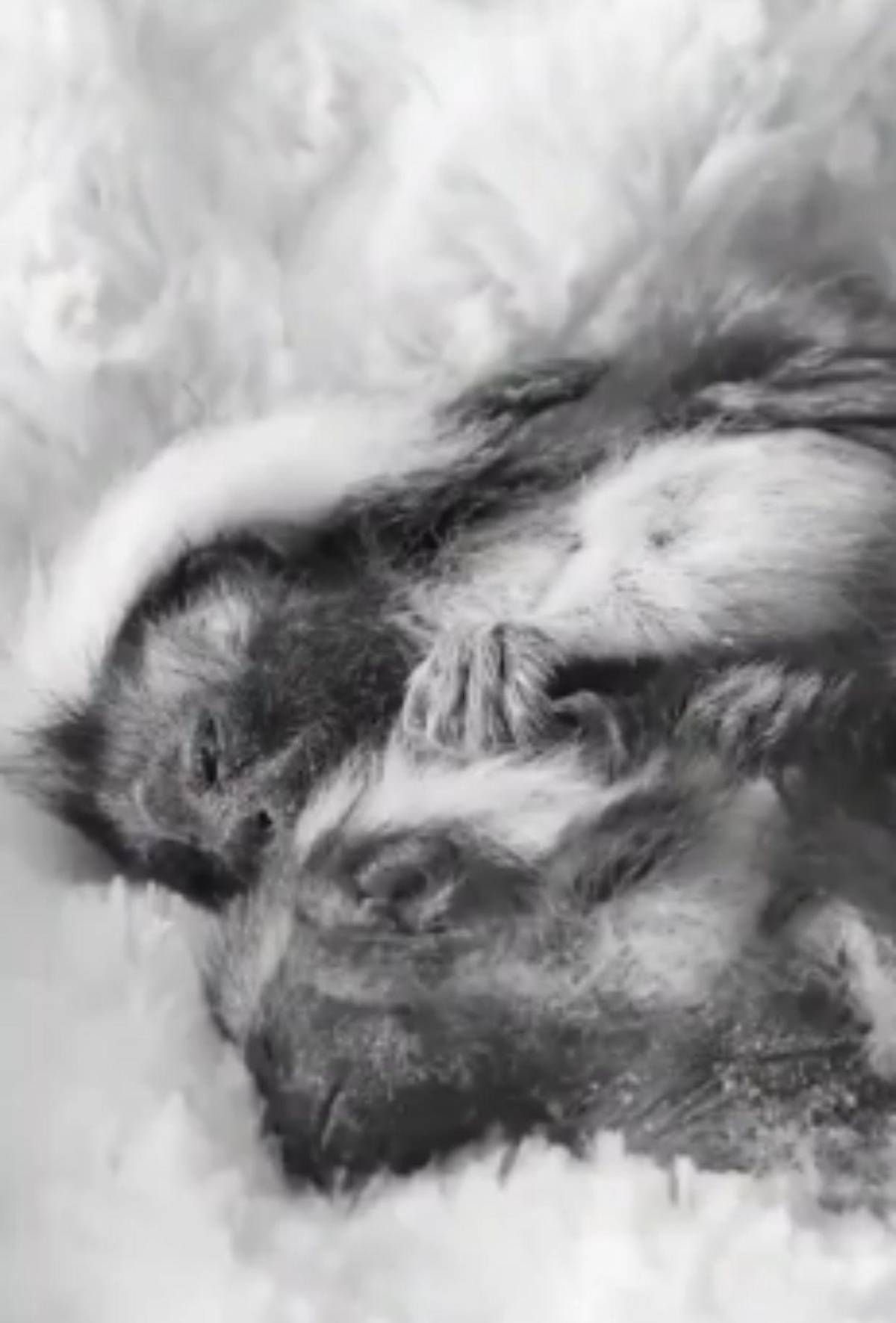 Capturan a pareja que llevaba 6 monos ocultos en sus partes íntimas al abordar avión