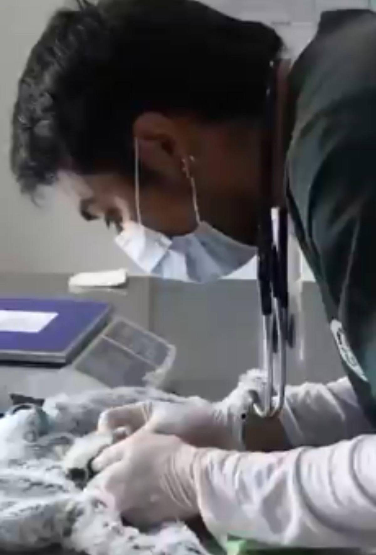 Capturan a pareja que llevaba 6 monos ocultos en sus partes íntimas al abordar avión